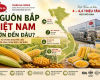 Nguồn bắp Việt Nam: Vùng nguyên liệu, sản lượng và tiềm năng cho chế biến thực phẩm