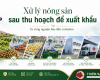 Xử lý nông sản sau thu hoạch để xuất khẩu: Từ vùng nguyên liệu đến container