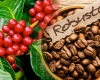 Cà phê Robusta Việt Nam: Vì sao được nhiều đối tác quốc tế lựa chọn?